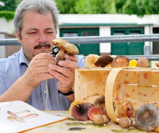 Berater Peter Welt kennt sich in der Welt der Pilze bestens aus. / Peter Welt