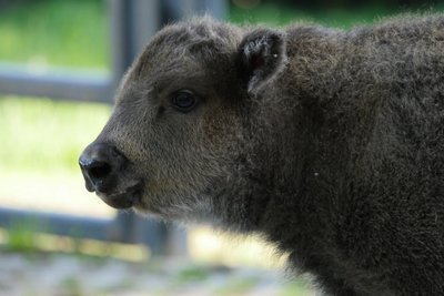 Das Wisentkälbchen Ora ist ein Mädchen und am 16. Mai zur Welt gekommen.