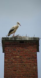  In diesem Jahr soll es in Wallengrün endlich wieder einmal Storchennachwuchs geben. 