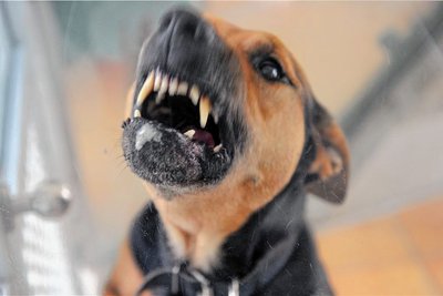 Mehrere tausend Menschen werden pro Jahr in Deutschland von Hunden gebissen. Hier ein Symbolbild eines Zähne fletschenden Hundes.