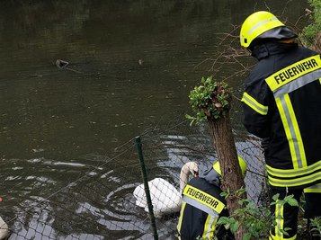 Trotz Schwierigkeiten rettete die Freiwillige Feuerwehr Großfriesen den jungen Schwan mit Erfolg.