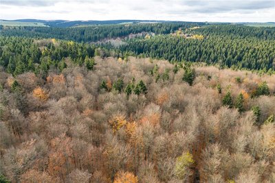 Laub- und Nadelbäume in einem Waldstück bei Altenberg. Sachsens Wälder sind nach Ansicht der Landesregierung in einem kritischen Zustand.