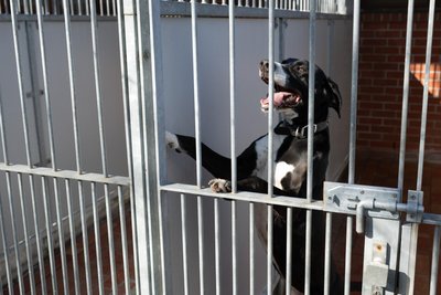 Ein Mischlingshund im Tierheim Dresden: Sind die Anforderungen an mögliche Halter hoch, kann die Vermittlung der Tiere schon mal Monate dauern. Oder Jahre.