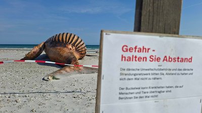 Der Kadaver ist von Fäulnisgasen stark aufgebläht. 