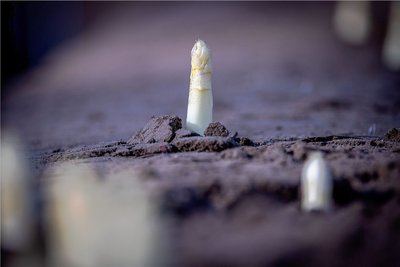 Lecker Spargel.
