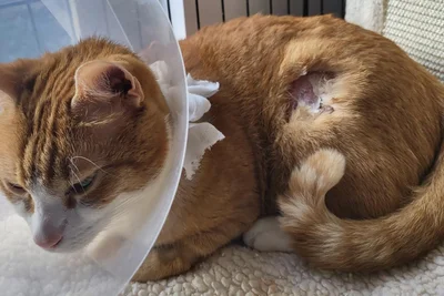Vor einem Jahr war der Kater schwer misshandelt worden.