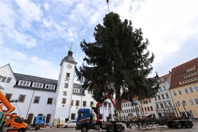 Majestätisch schwebt der Christbaum über dem Obermarkt in Freiberg. Er ist einer der größten, den Freiberg je hatte.