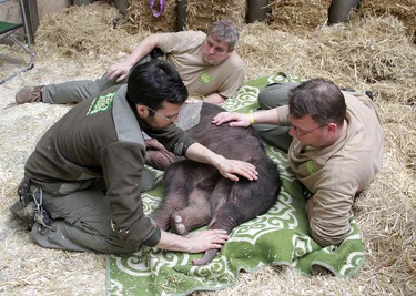 Mitarbeiter des Zoos nahmen am Dienstag Abschied von dem Elefantenbaby.