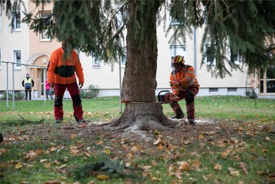 Geschafft: Mitarbeiter des Tiefbauamtes Freiberg sägen den Christbaum ab.