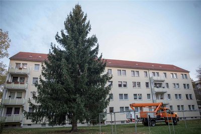 Da stand der Baum noch an seinem angestammten Ort an der Karl-Kegel-Straße in Freiberg.