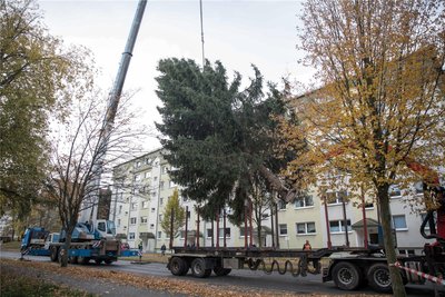 Vorsichtig wird der Freiberger Christbaum verladen.