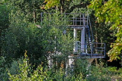 Im alten Schwimmbecken hat sich in über 20 Jahren ein kleiner Wald entwickelt. Am Samstag gibt es hier einen Arbeitseinsatz.
