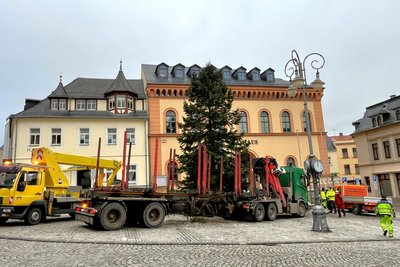 Es ist vollbracht: Der Tannenbaum, der an der Käthe-Kollwitz-Straße in Mylau gefällt wurde, steht auf dem Marktplatz vorm Reichenbacher Rathaus.