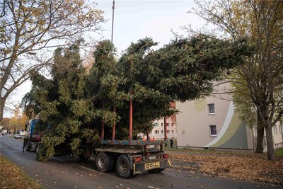 Im Schritttempo ging es für den Freiberger Christbaum zum Obermarkt.