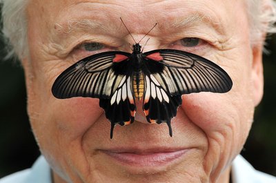 Zu seinem 100. Geburtstag erhielt David Attenborough einen persönlichen Brief von König Charles. (Archivfoto)