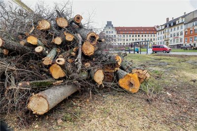 Insgesamt 18 Bäume sind im Bereich des Weberbrunnens und der Chemnitzer Straße in Meerane gefällt worden.