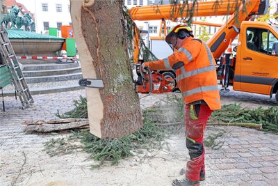Angespitzt: Tim Uhlig vom Tiefbauamt Freiberg macht den Stamm des Christbaumes passend.