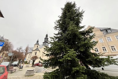 Diese Nordmanntanne aus Jocketa ziert den Postplatz. Sie war zunächst für Mylau geplant.