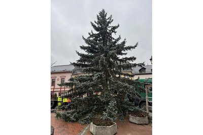Der Baum für den Mylauer Markt kommt von der Schönen Aussicht.