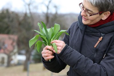 Bärlauch ist derzeit quasi in aller Munde. Wildwachsend gibt es ihn in der hiesigen Region kaum. Aber man kann ihn im Garten anbauen oder Alternativen verwenden.