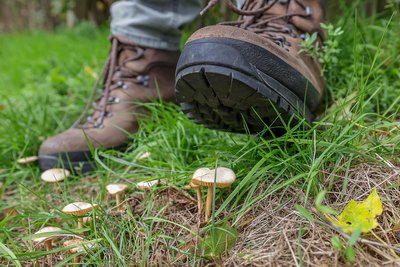 Schwammerl-Geher schätzen oft nur die Pilze, welche in der Pfanne landen. Bei ihnen unbekannten Arten sind Pilzsucher hingegen meistens nicht zimperlich: Sie werden ausgerissen und rücksichtslos niedergetreten.