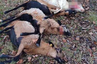 Der Anblick der gerissenen Tiere war für Christian Loos und seine Familie ein Schock. Hier sind vier von fünf Tieren im Bild. Auch ein Schaf eines anderen Halters in Geyer wurde gerissen.