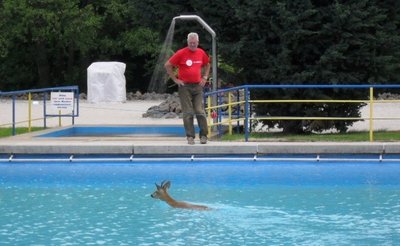 Unterricht überflüssig: Schwimmmeister Axel Freudenberg staunte über Technik und Kondition des Rehbocks im 50-Meter-Becken. Ein ungewöhnlicher Gast hat das Freizeitbad Erdmannsdorf besucht. Er kam außerhalb der Öffnungszeiten - und konnte das Wasser nicht mehr verlassen.