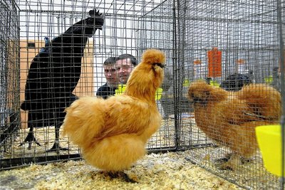 Zu Jahresbeginn gab es immer eine Rassegeflügelschau in Pappendorf, hier sind Seidenhühner zu sehen.