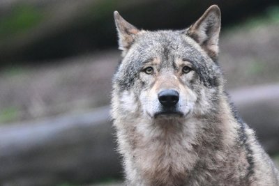 Die Untersuchungen der Fachstelle Wolf zu den Vorfällen in Geyer sind einen Monat danach noch nicht abgeschlossen. Der Wolf ist streng geschützt.