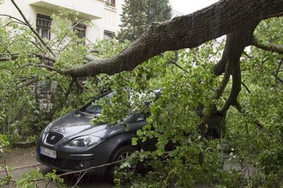 Glück im Unglück: Der Fahrer dieses Wagens trug den Angaben zufolge keine Verletzungen davon, weil der Baum von einer Mauer abgebremst wurde.