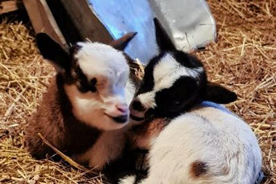 Zwei der Miniziegen im Auer Tierpark. 