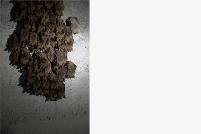 In den Kellern des Gemäuers verschlafen Jahr für Jahr rund 1500 Fledermäuse den Winter. 