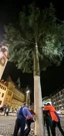 So sah der Chemnitzer Weihnachtsbaum 2015 aus.