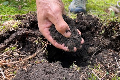 Unter der Oberfläche bleibt der Waldboden im Borstendorfer Forstrevier trocken.
