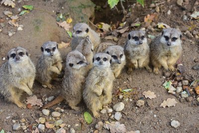 Erdmännchen im Chemnitzer Tierpark.