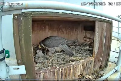 Die Falken-Cam der Nickelhütte Aue zeigt, dass die Küken der Falken geschlüpft sind.
