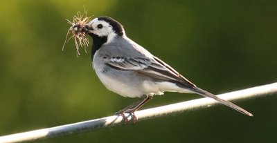 Ein Vogel mit Futter im Schnabel, wie diese Bachstelze, gilt als sicheres Indiz, dass das Vogelpaar auch erfolgreich gebrütet hat. 