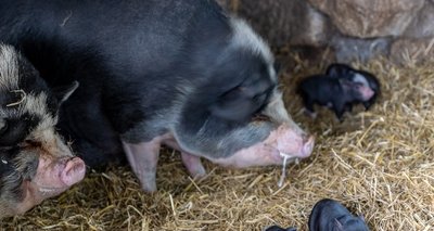 Die Hängebauchschweine mit einigen ihrer kleinsten Ferkel: Der zweite Wurf erblickte am Sonntag das Licht der Welt. Die älteren Halbgeschwister wurden vor neun Wochen geboren, der größte Teil von ihnen ist bereits abgegeben worden. 