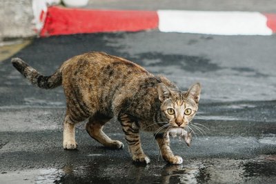 Zu den Lieblingsbeschäftigungen in dem Kiez rund um die Wohnstatt ihres Besitzers und Dosenöffners gehören für Katzen das Ausruhen und das Dösen. Aber gelegentlich jagen sie auch. 