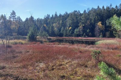 Der Blick über das Hormersdorfer Hochmoor ist etwas Besonderes.
