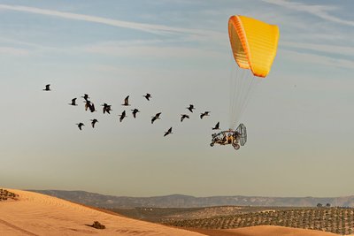 Wissenschaftler begleiten Waldrappen bei ihrem Zug nach Spanien.