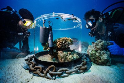 Wissenschaftler untersuchen im Roten Meer Korallen in einem Inkubator.