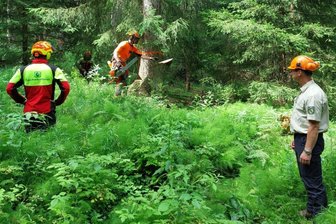 44 Prüflinge im Vogtlandwald ein Einsatz - Unter den strengen Blicken der Prüfer Jens Müller (rechts), Thomas Stehl und Jochen Nickel (ganz hinten) bereitet Prüfling Nick Mosig aus Ellefeld im Revier Tannenbergsthal die Fällung einer Fichte vor.