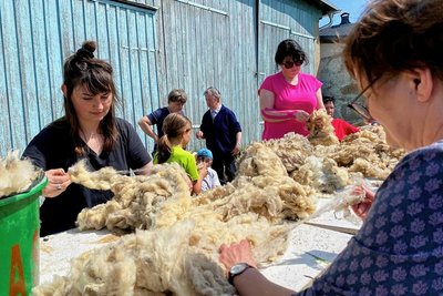 Kurzes Haar entfernen, Einstreu und Dreck rauszupfen. Das Vorsortieren der Merinowolle vereinte jetzt in Stangengrün Alt und Jung. 