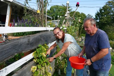 Auch im Garten von Gisela und Fredi Küter gedeihen Weinreben.