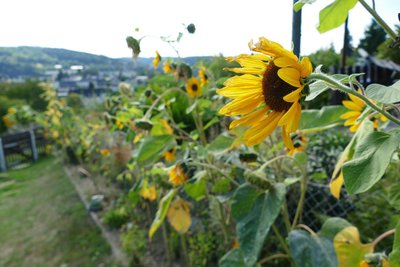 Weil es so viele davon gibt und die Blütezeit hier ausgesprochen lang ist, hat der Verein die Sonnenblume zu seinem Symbol gemacht.