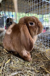 Ein Kaninchen auf der Schau aus der Zucht von Ronja.