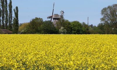 Raps blüht vor einer Windmühle in Mecklenburg-Vorpommern.