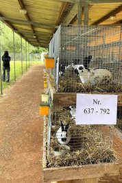 Bei der 49. Rochlitzer Rassekaninchenjungtierschau sind am vorletzten Augustwochenende über 1000 Tiere zu sehen.
