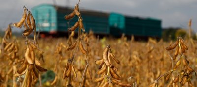 Soja-Feld zwischen Kändler und Hartmannsdorf kurz vor der Ernte. 